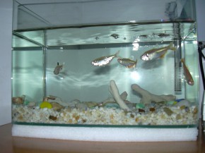DIY魚缸――玻璃的選擇