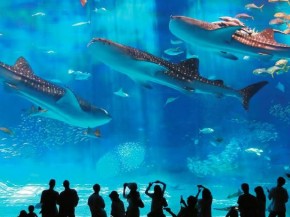 世上最大最重的亞克力玻璃落戶漢海極地海洋公園